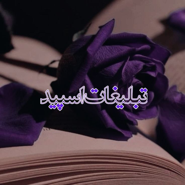 وایلد ولف|WILD WOLF (71)