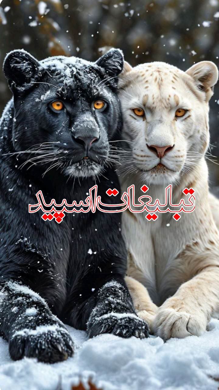 رفقای بامرام (1)