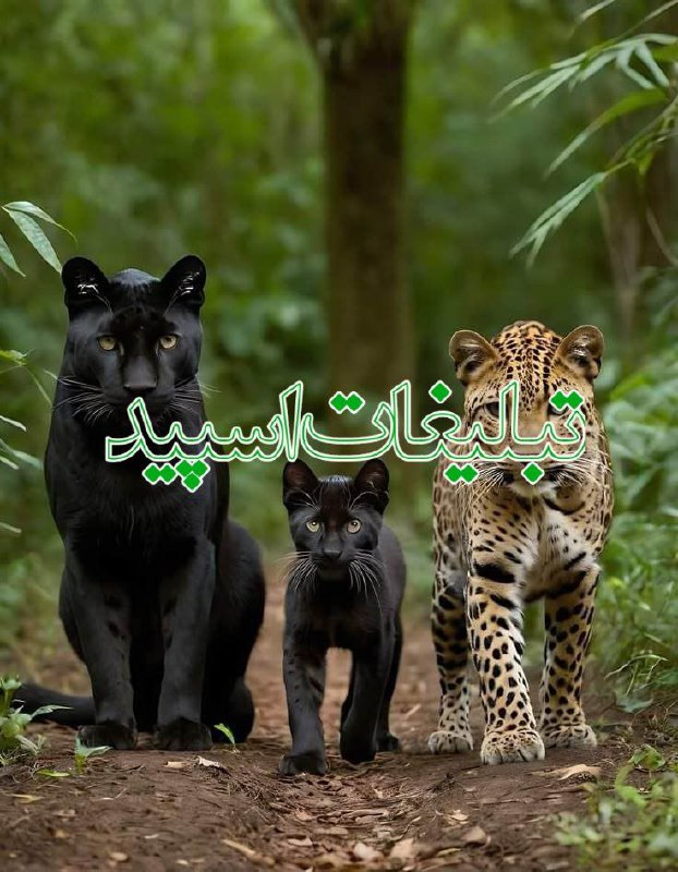 تبلیغات