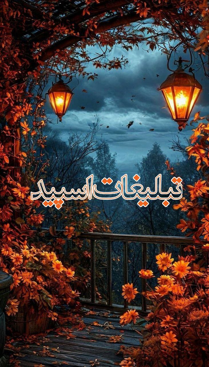 وایلد ولف|WILD WOLF (23)