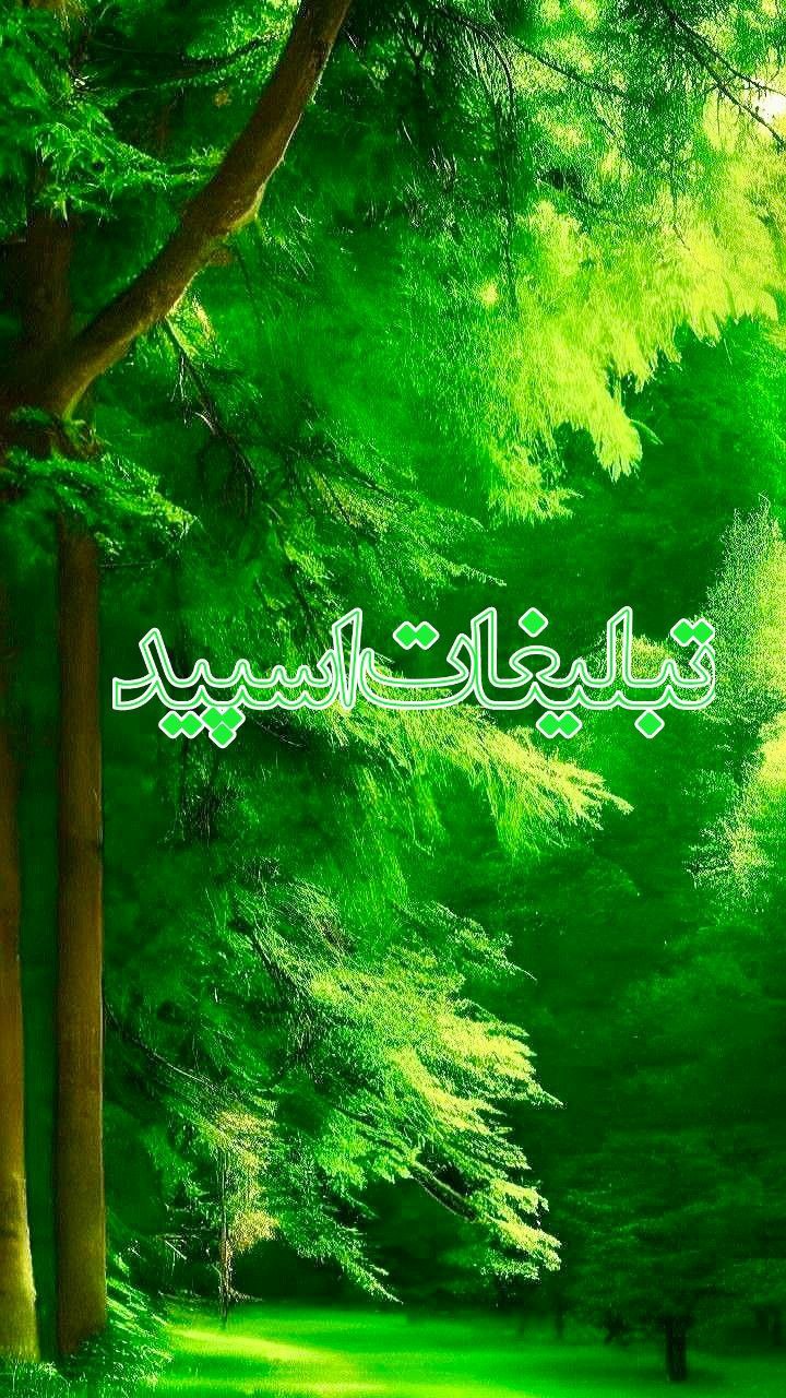 وایلد ولف (50)