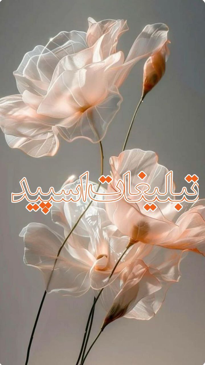 وایلدولف (24)