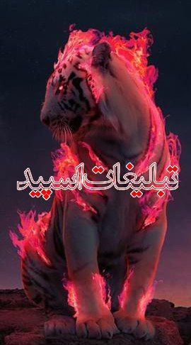 وایلد ولف (221)