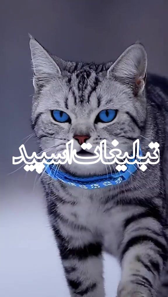 💜❤️شمیم عشق 💞👩‍❤️‍👨 (21)