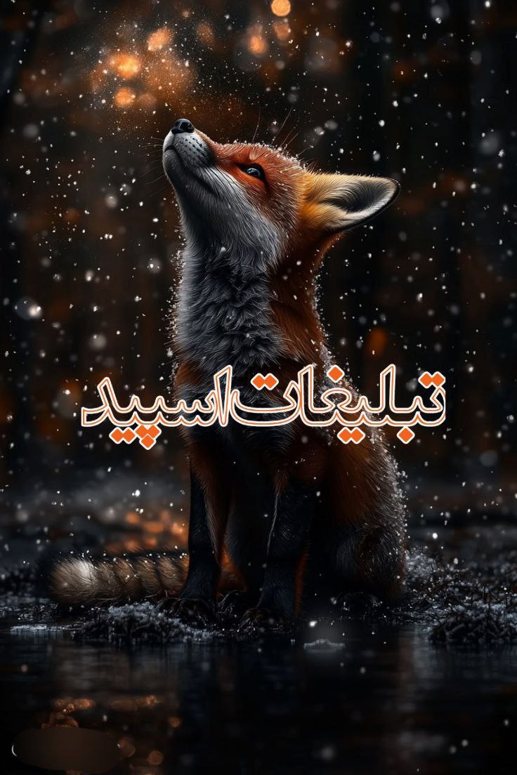 وایلد ولف (323)