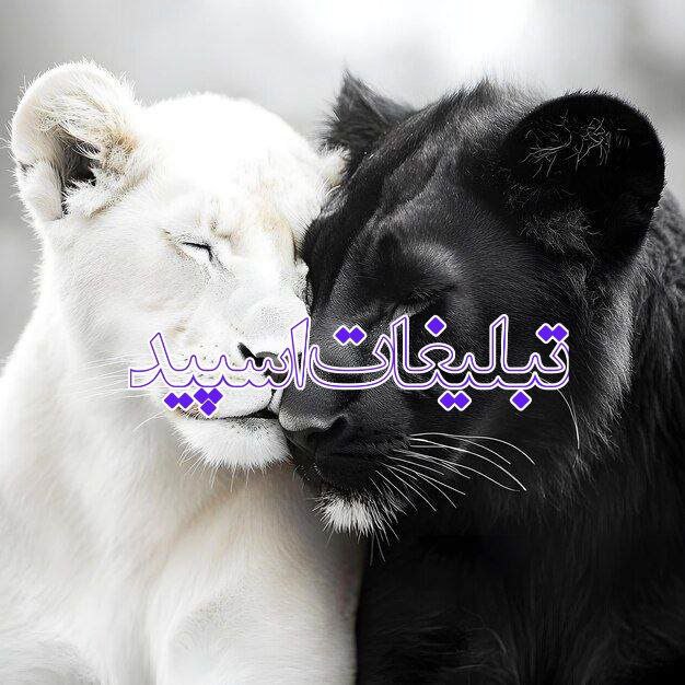 🌸 کافه شب‌های یلدا 🌸