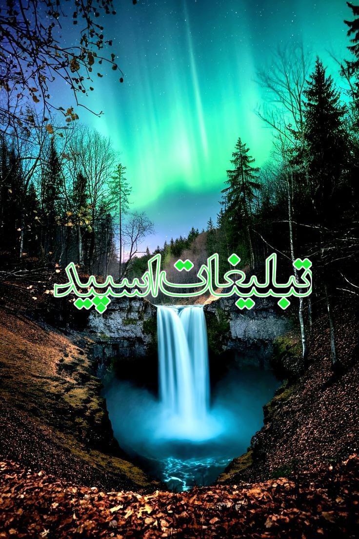 وایلد ولف (312)