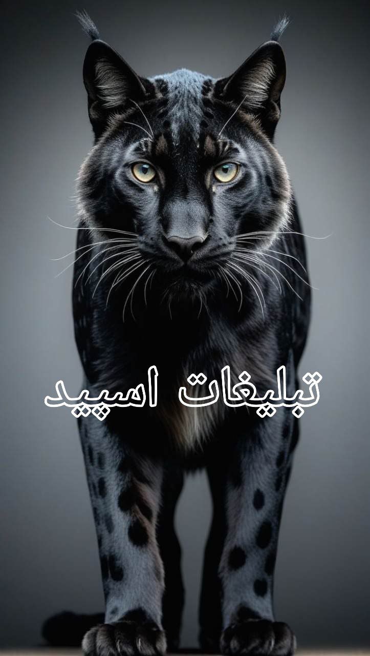 لویال_فرندز