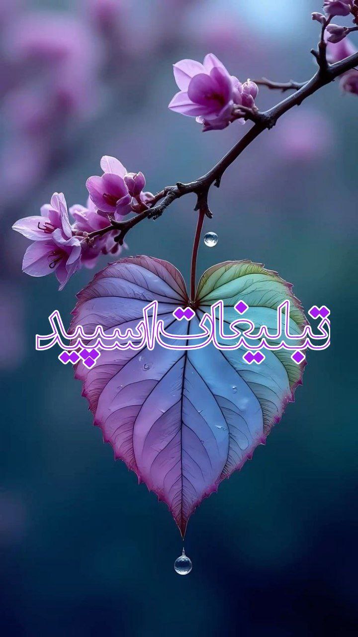 وایلد ولف (351)