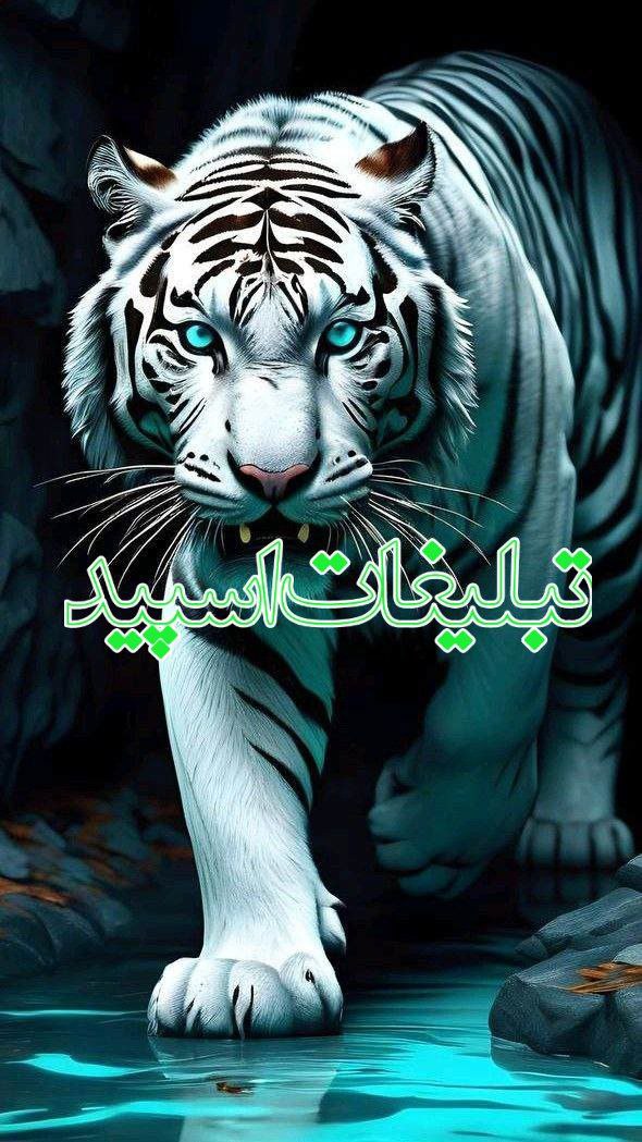 کافه شب‌های عاشقی (18)