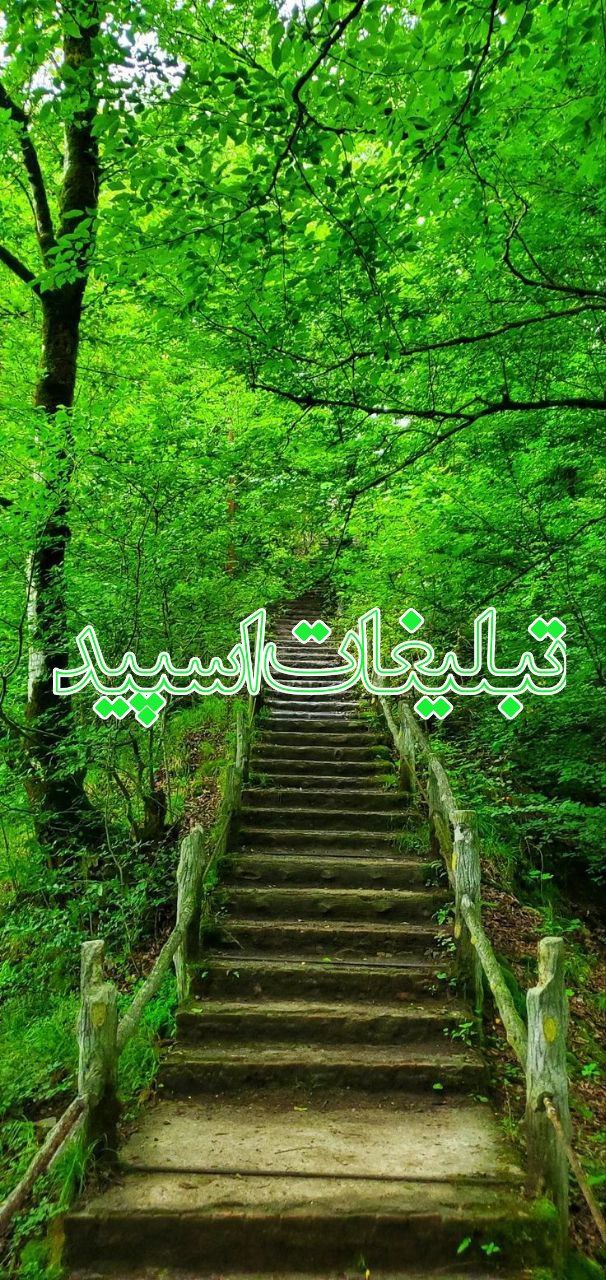 گپ وایلد ولف