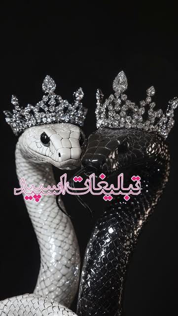 وایلد ولف (16)