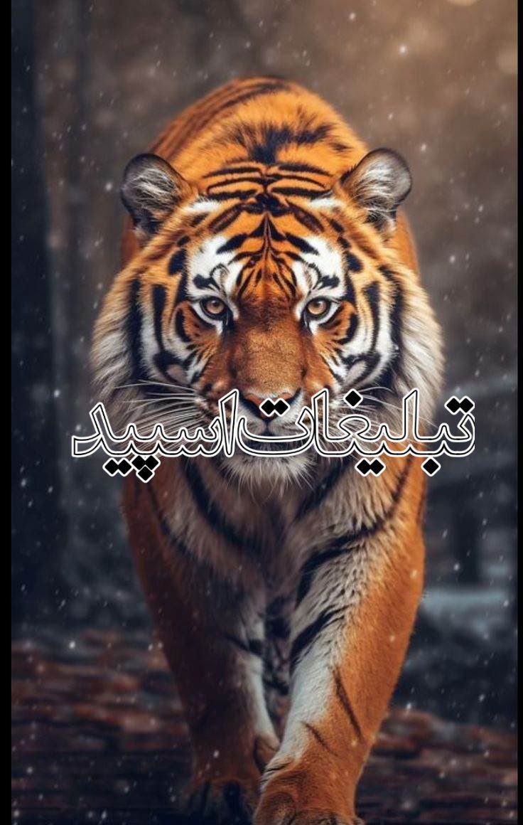 ⎯꯭᪵̽𝆺꯭𝅥𝐖𝐈𝐋𝐃𓆩᪵🜲꯭𓆪̥𝐖𝐎𝐋𝐅⎯꯭꥓᪵ͯ⟶ (488)