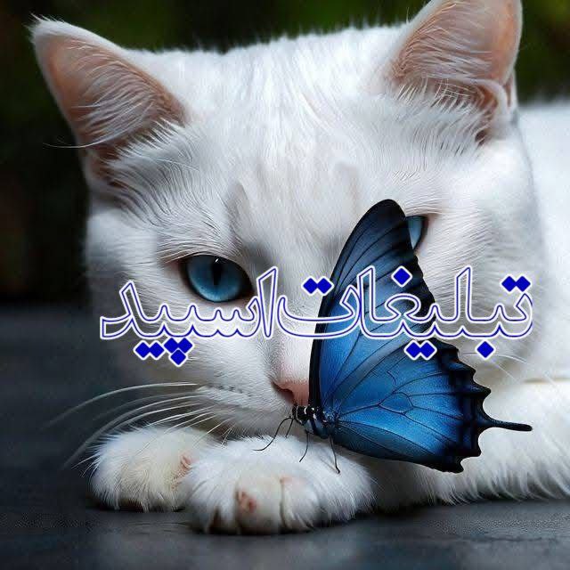 彡༻جـمـع‌✧خـودمـونـی༻彡