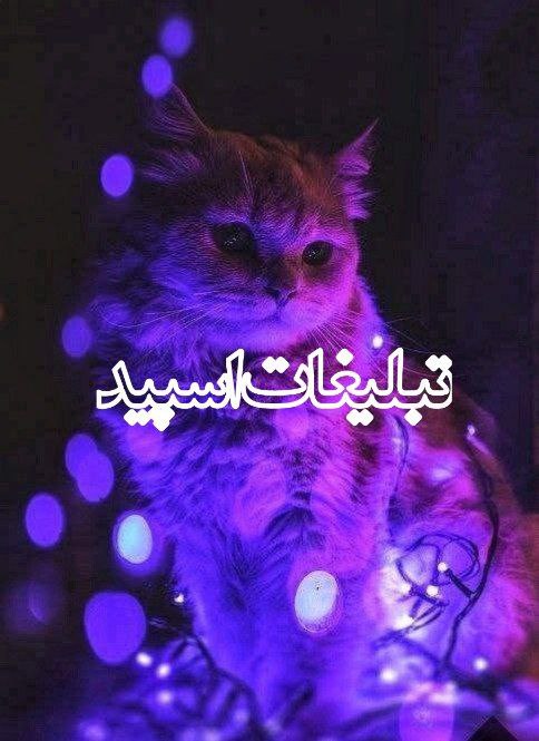 ولف سیتی (21)