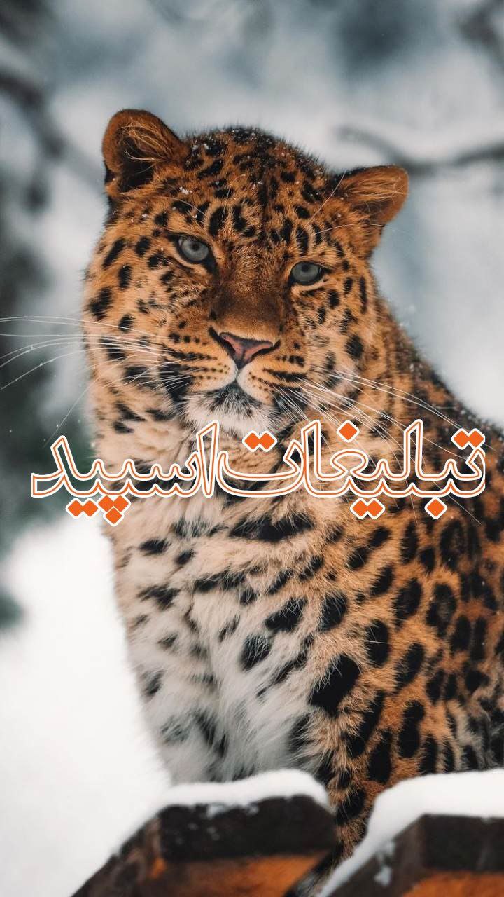تبلیغات