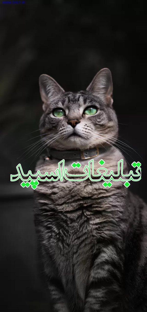 ✨⚜🍷༒ᵀ ᴱ Q ᵁ ᴵ ᴸ ᴬ ༒🍷⚜