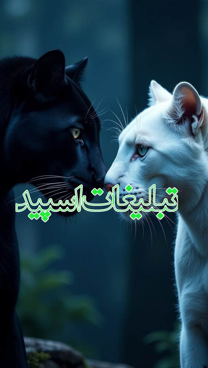 ولف سیتی (13)