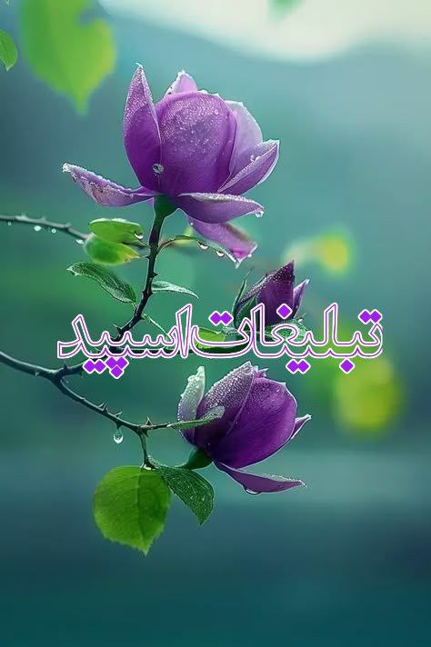 ⎯꯭᪵̽𝆺꯭𝅥𝐖𝐈𝐋𝐃𓆩᪵🜲꯭𓆪̥𝐖𝐎𝐋𝐅⎯꯭꥓᪵ͯ⟶ (80)