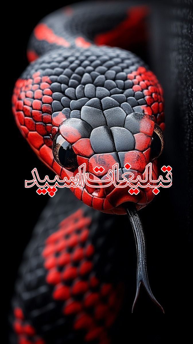 وایلدولف