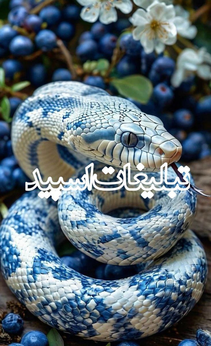 وایلد ولف (353)