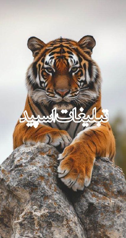 دورهمی دوستانه❤️