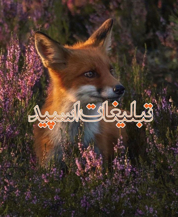 تبلیغات