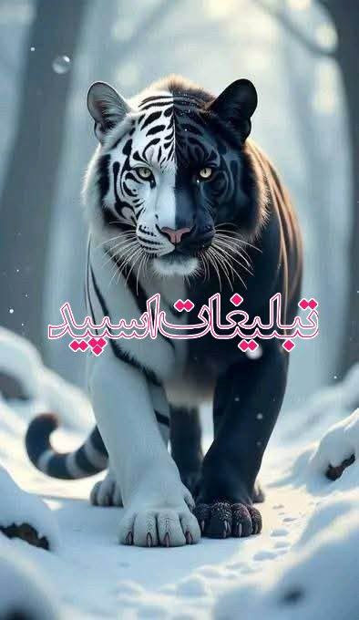 تبلیغات