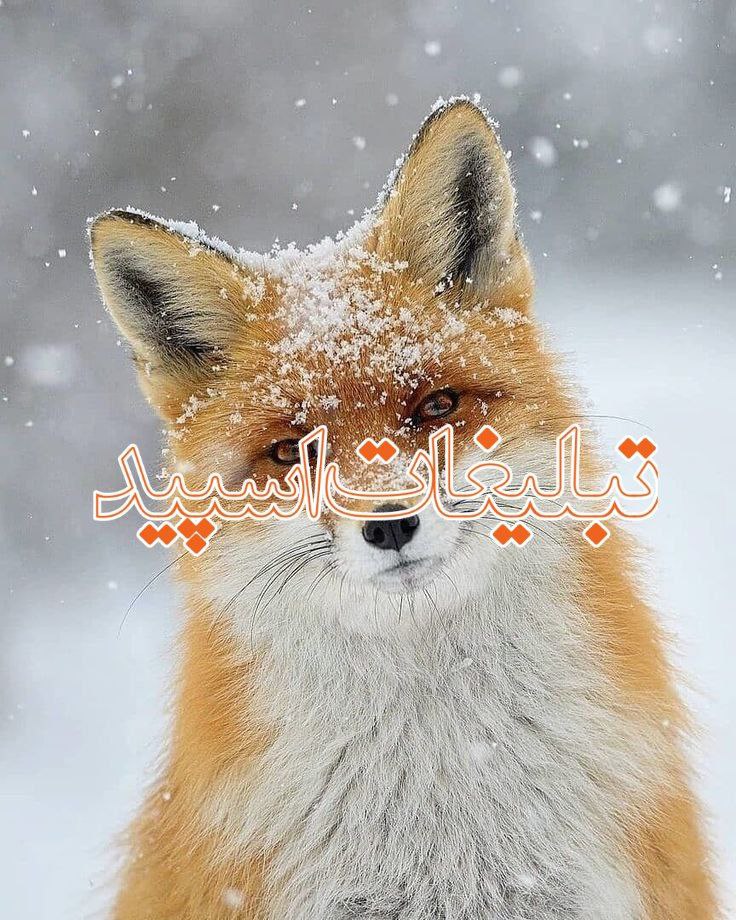 ༺ سَلطَنَتِ عِشقِ ༻