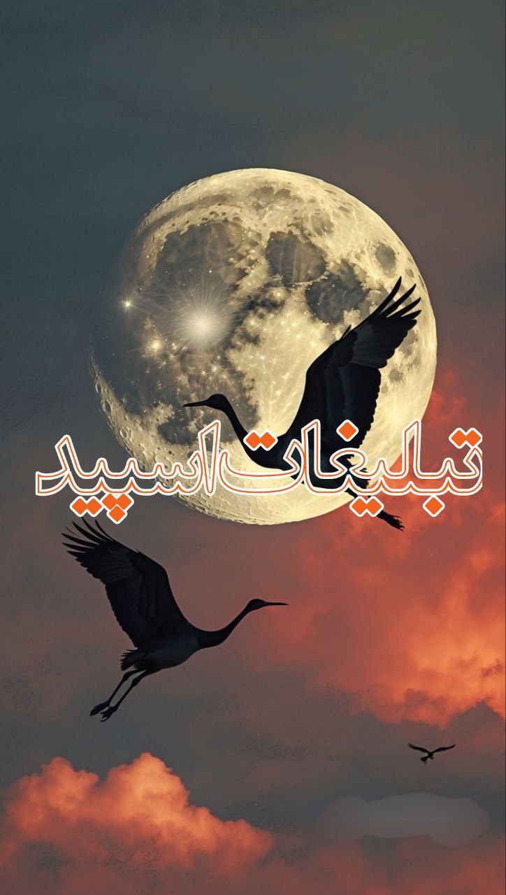 وایلد ولف (282)