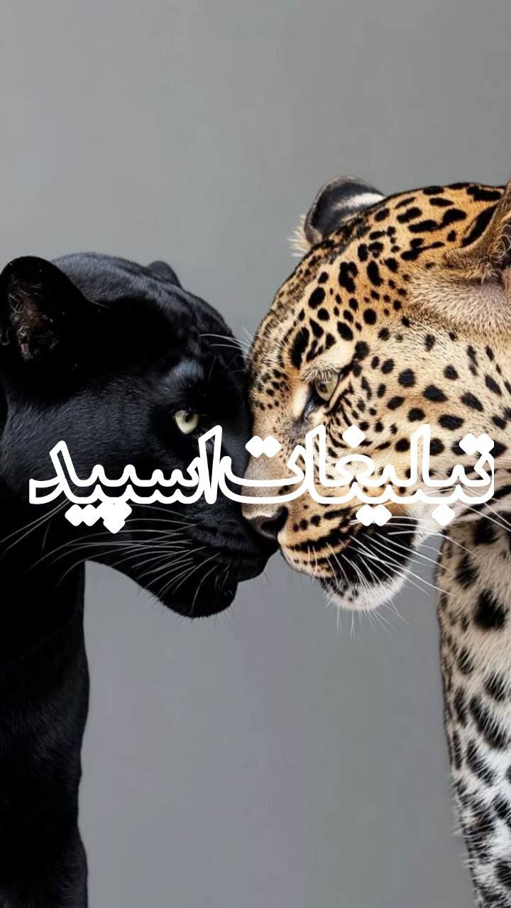 وایلد ولف (238)