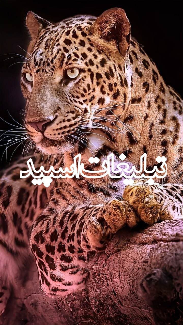 میتینگ בورهمے امیر (1)